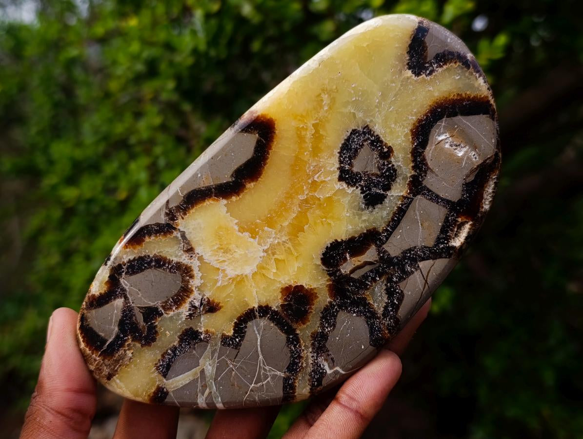 Polished Septerye Slices x 6 From Mahajanga, Madagascar