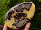 Polished Septerye Slices x 6 From Mahajanga, Madagascar