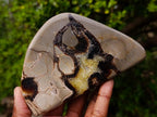 Polished Septerye Slices x 6 From Mahajanga, Madagascar