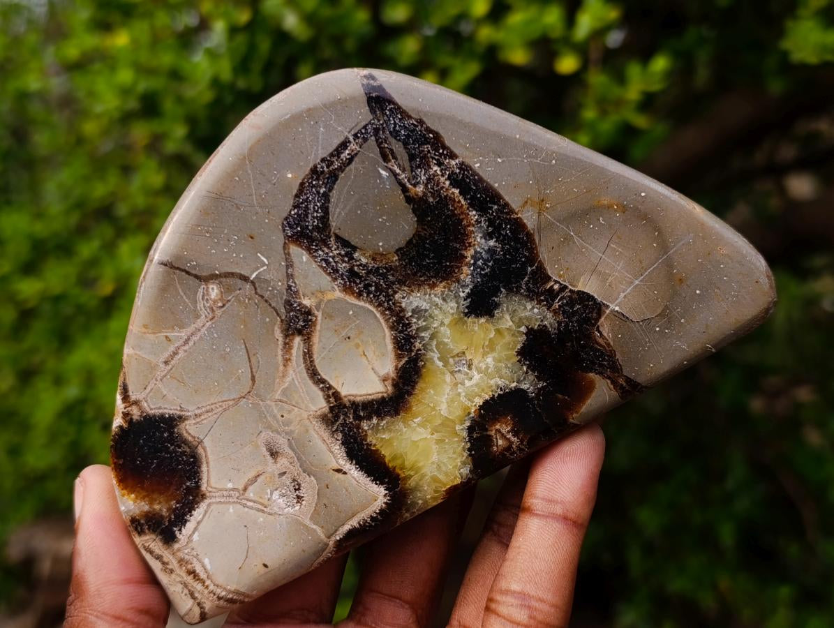 Polished Septerye Slices x 6 From Mahajanga, Madagascar