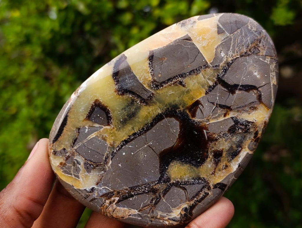 Polished Septerye Slices x 6 From Mahajanga, Madagascar