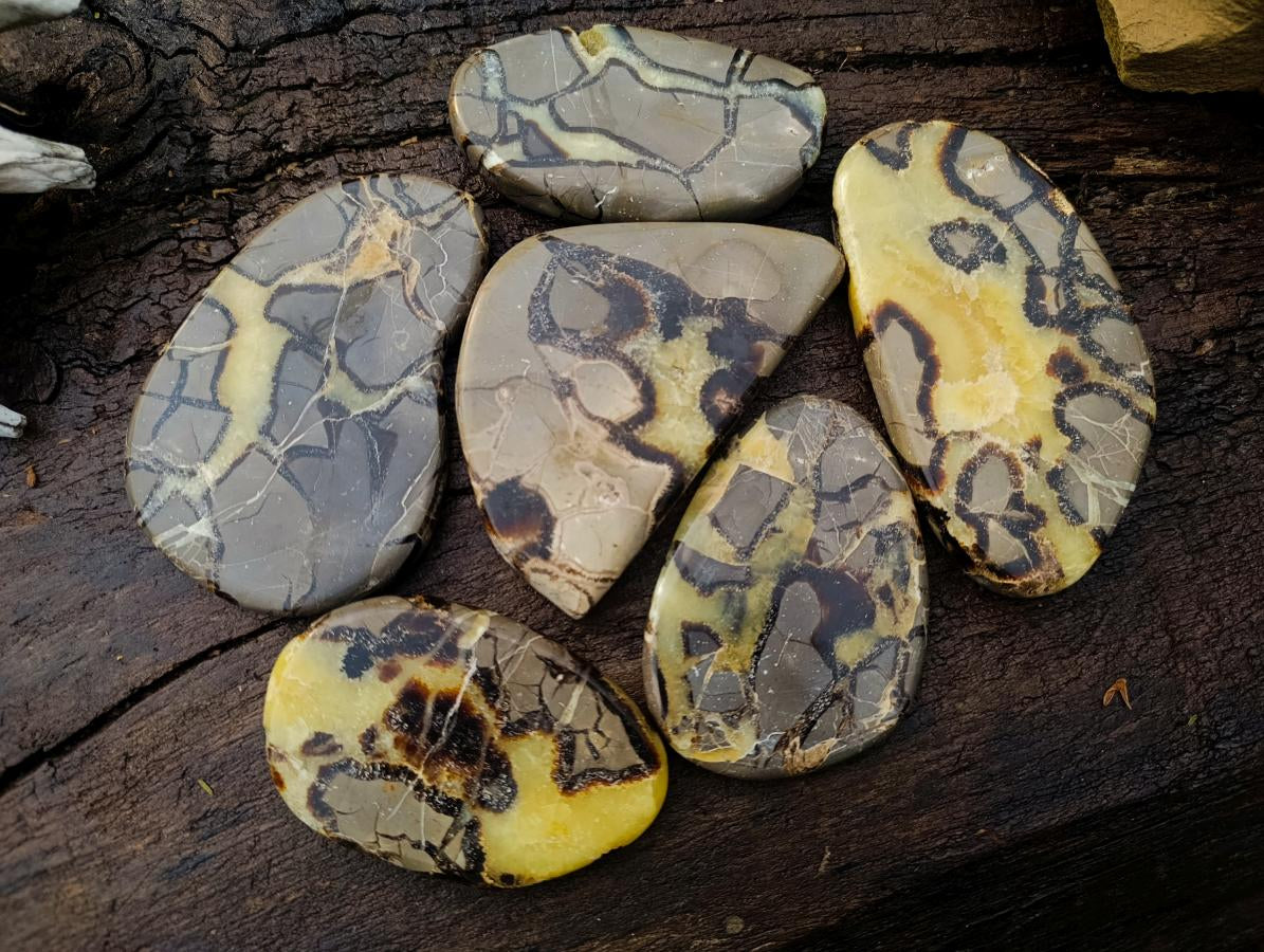 Polished Septerye Slices x 6 From Mahajanga, Madagascar