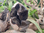 Polished and Natural XL Septerye Sauvage "Dragons Egg" Geode x 1 From Mahajanga, Madagascar