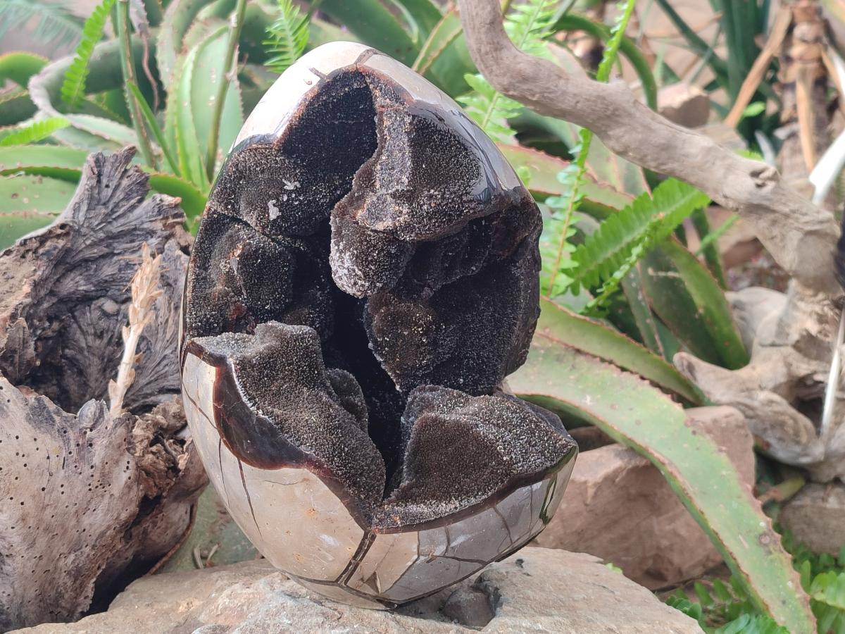 Polished and Natural XL Septerye Sauvage "Dragons Egg" Geode x 1 From Mahajanga, Madagascar