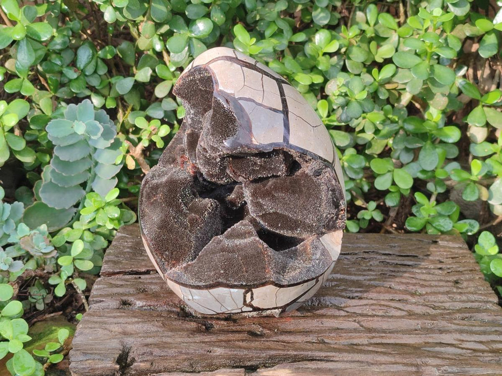 Polished and Natural XL Septerye Sauvage "Dragons Egg" Geode x 1 From Mahajanga, Madagascar