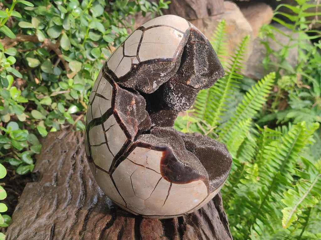 Polished and Natural XL Septerye Sauvage "Dragons Egg" Geode x 1 From Mahajanga, Madagascar
