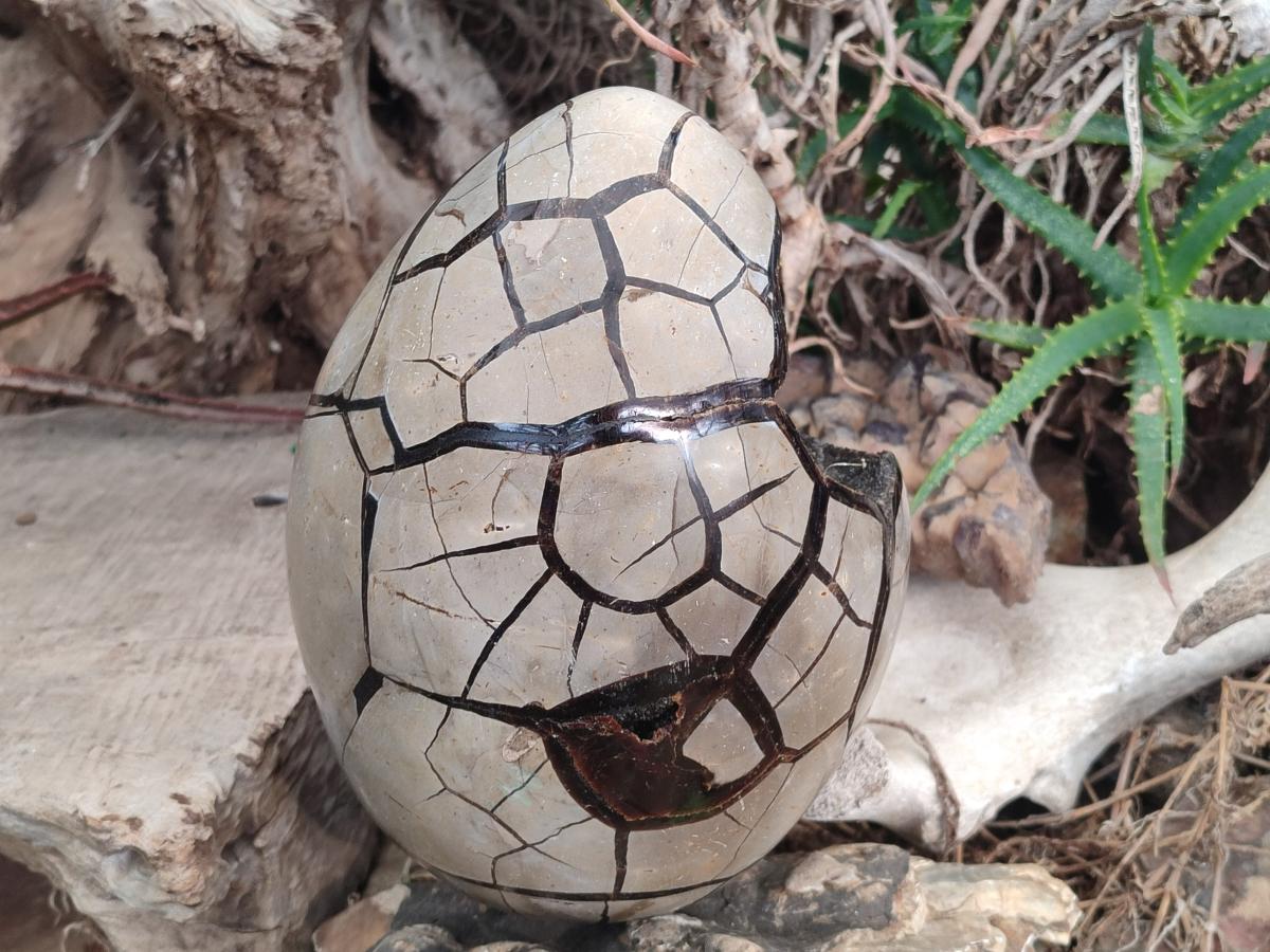 Polished and Natural XL Septerye Sauvage "Dragons Egg" Geode x 1 From Mahajanga, Madagascar