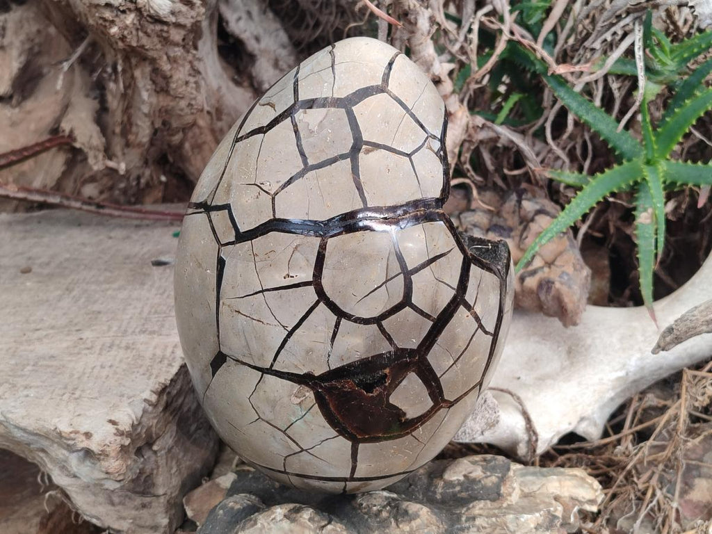 Polished and Natural XL Septerye Sauvage "Dragons Egg" Geode x 1 From Mahajanga, Madagascar