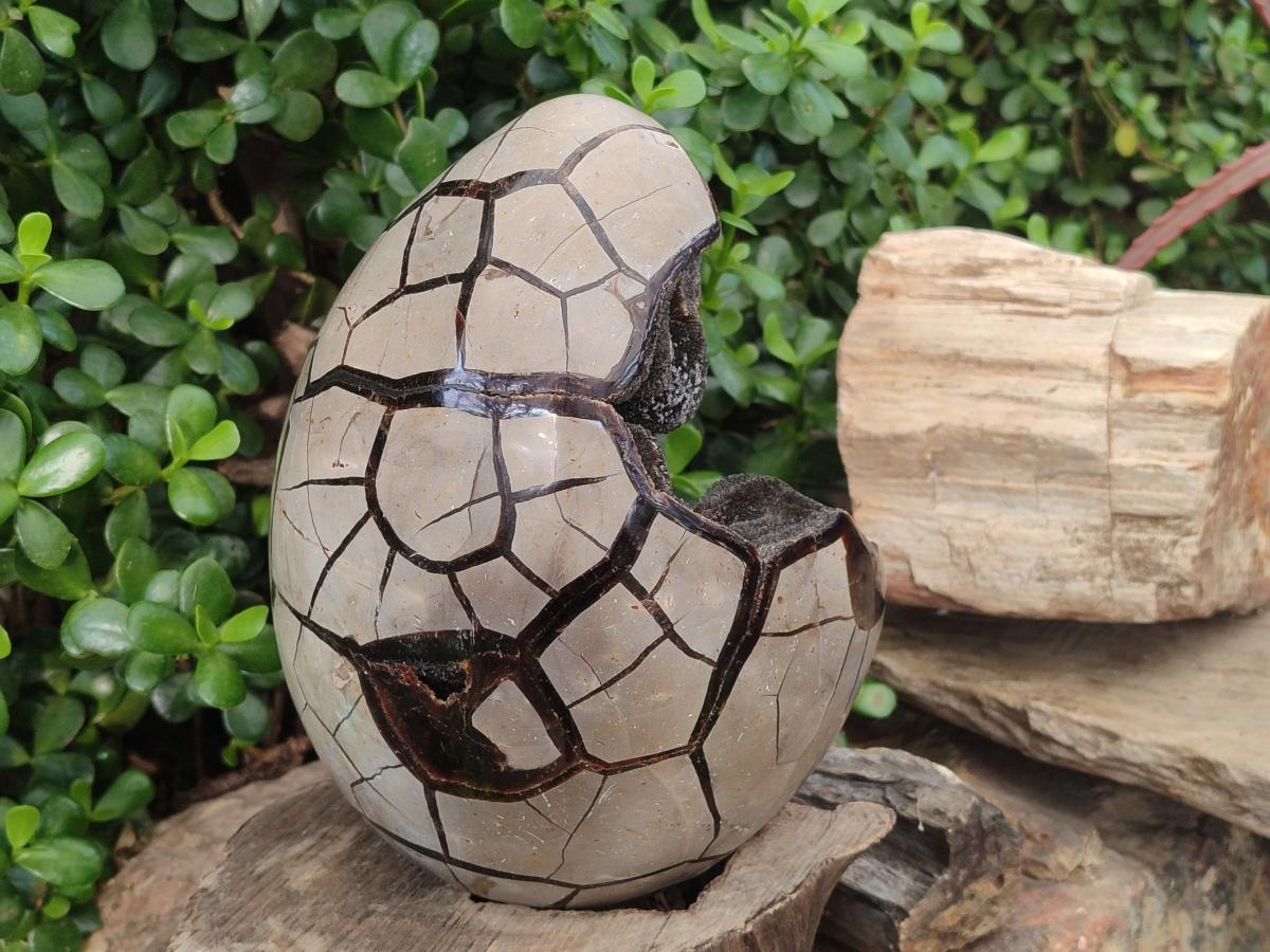 Polished and Natural XL Septerye Sauvage "Dragons Egg" Geode x 1 From Mahajanga, Madagascar
