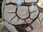 Polished and Natural XL Septerye Sauvage "Dragons Egg" Geode x 1 From Mahajanga, Madagascar