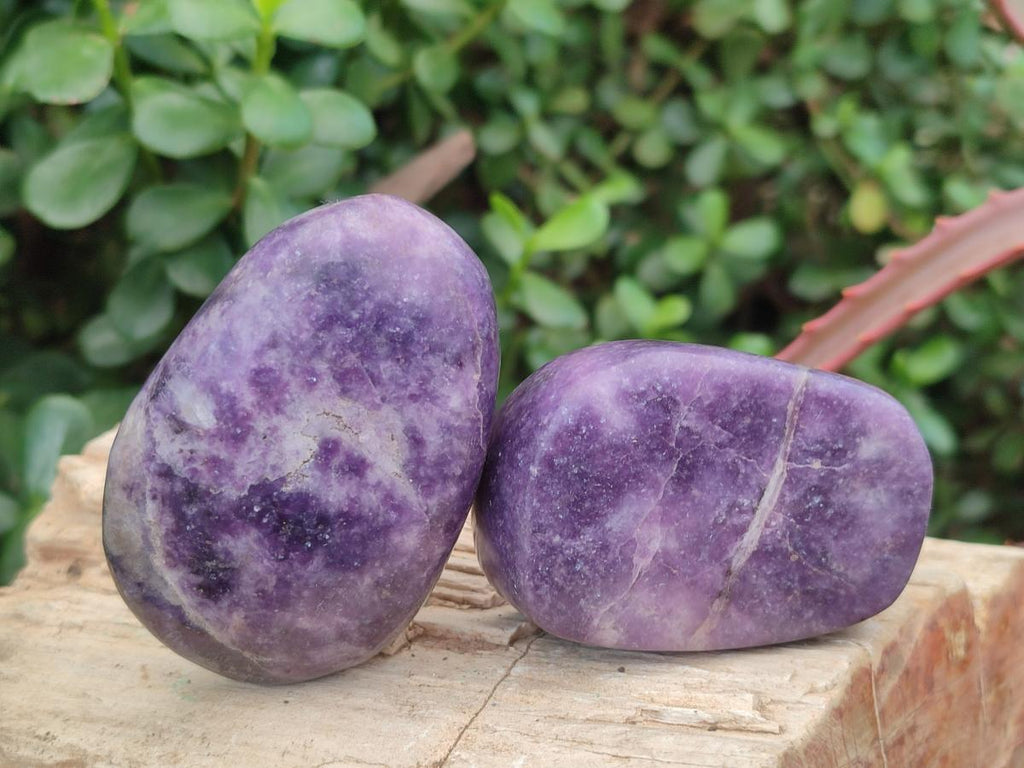 Polished Lepidolite Free Forms x 24 From Zimbabwe
