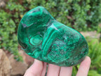 Polished and Natural Flower Banded Malachite Free Forms x 3 From Congo