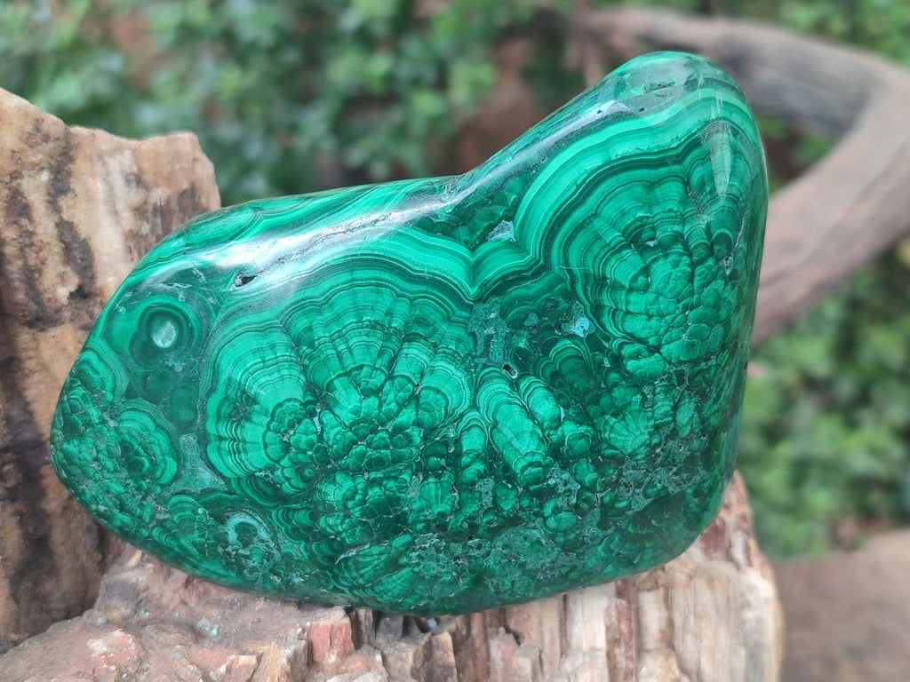 Polished and Natural Flower Banded Malachite Free Forms x 3 From Congo