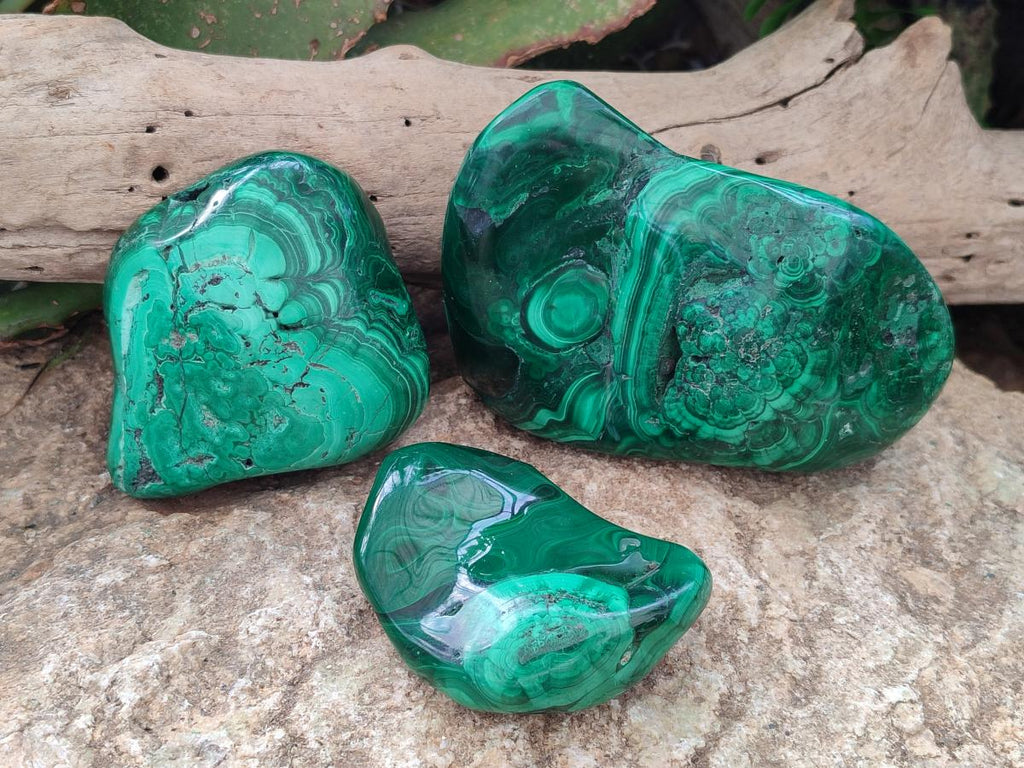 Polished and Natural Flower Banded Malachite Free Forms x 3 From Congo