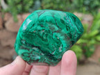 Polished and Natural Flower Banded Malachite Free Forms x 3 From Congo