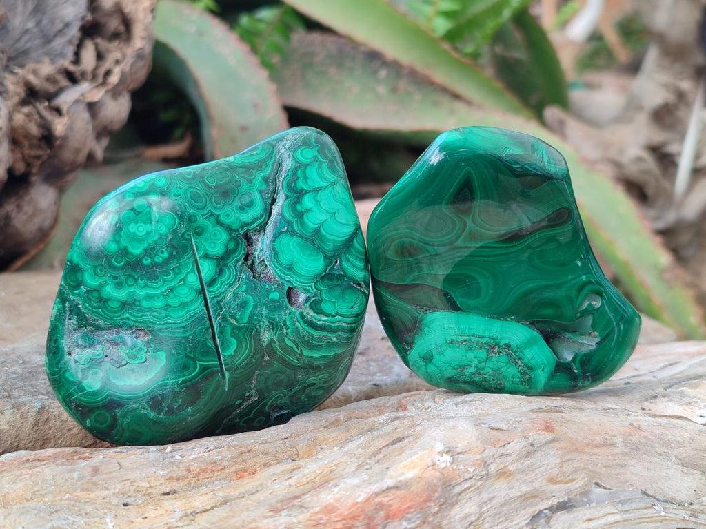 Polished and Natural Flower Banded Malachite Free Forms x 3 From Congo