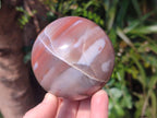 Polished Red Shashe River Agate Spheres x 2 From Shashe River, Zimbabwe