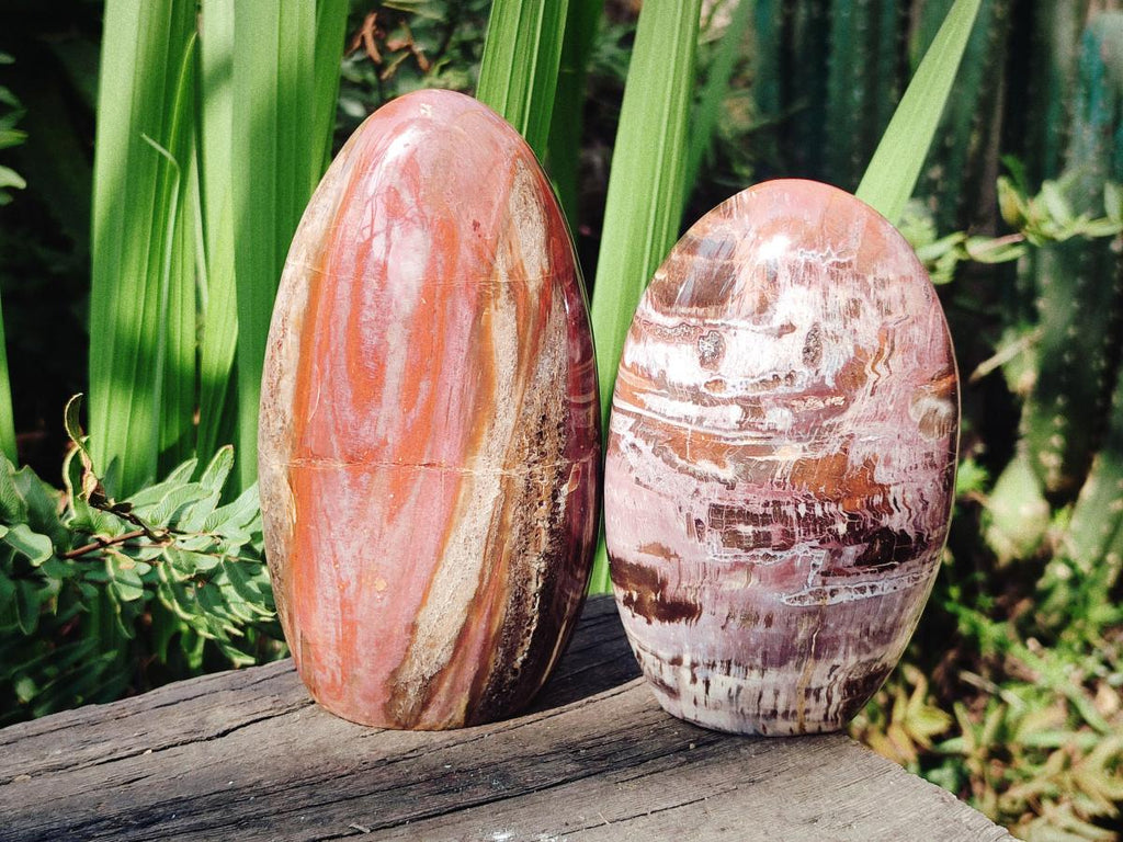 Polished Red Podocarpus Petrified Wood Standing Display Pieces x 3 From Mahajanga, Madagascar