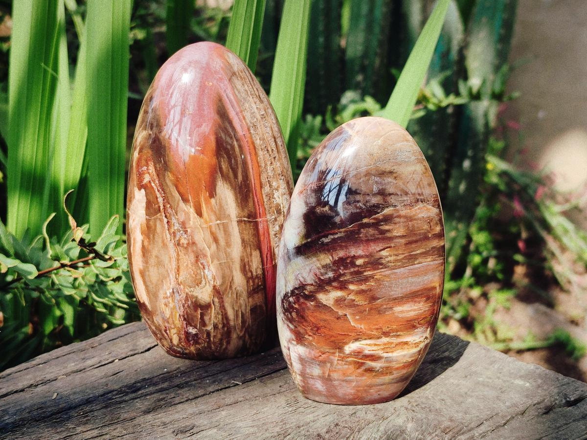 Polished Red Podocarpus Petrified Wood Standing Display Pieces x 3 From Mahajanga, Madagascar