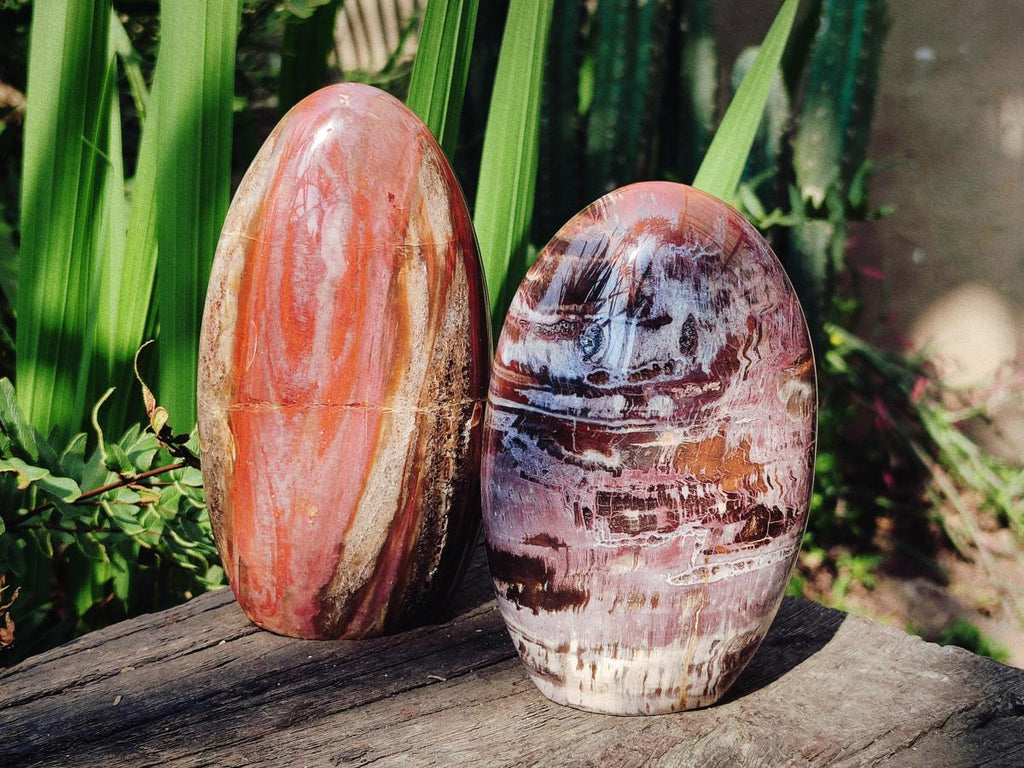 Polished Red Podocarpus Petrified Wood Standing Display Pieces x 3 From Mahajanga, Madagascar
