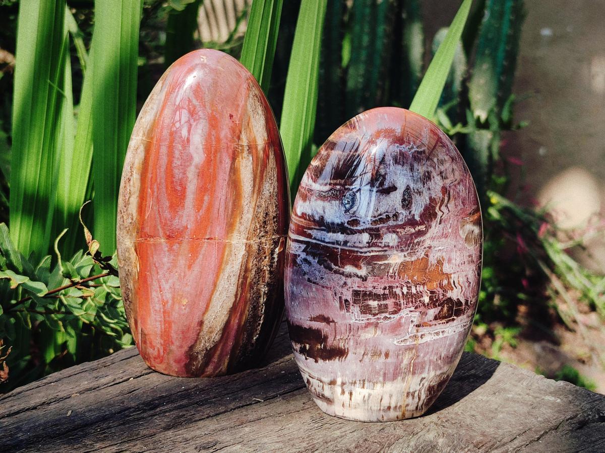 Polished Red Podocarpus Petrified Wood Standing Display Pieces x 3 From Mahajanga, Madagascar