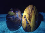 Polished Red Podocarpus Petrified Wood Standing Display Pieces x 3 From Mahajanga, Madagascar