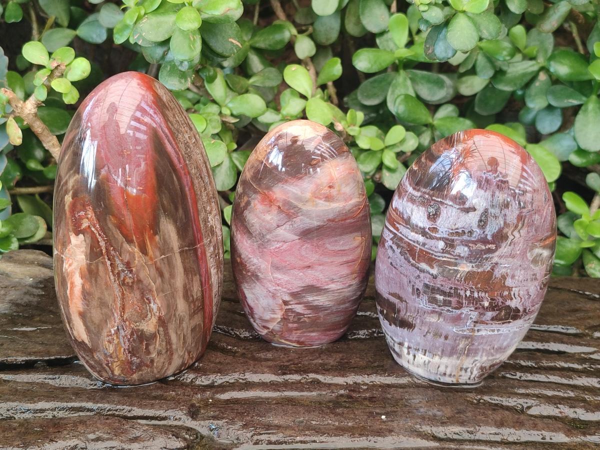 Polished Red Podocarpus Petrified Wood Standing Display Pieces x 3 From Mahajanga, Madagascar
