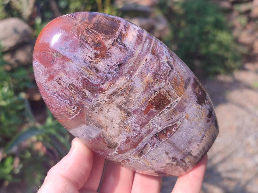 Polished Red Podocarpus Petrified Wood Standing Display Pieces x 3 From Mahajanga, Madagascar