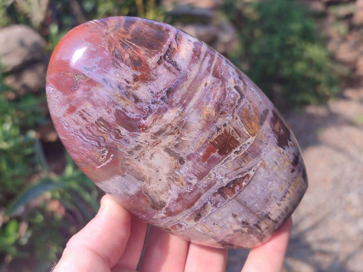Polished Red Podocarpus Petrified Wood Standing Display Pieces x 3 From Mahajanga, Madagascar