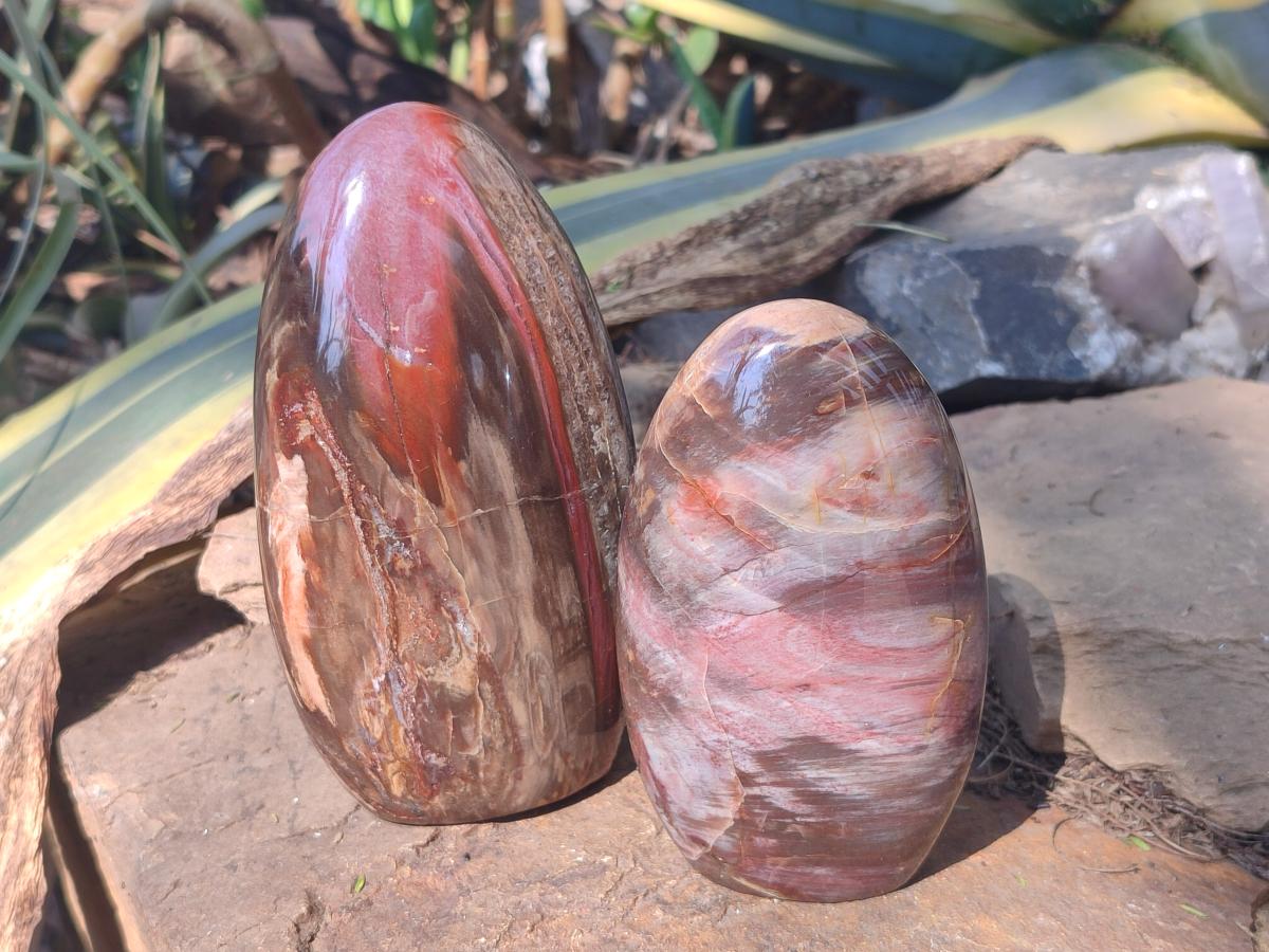 Polished Red Podocarpus Petrified Wood Standing Display Pieces x 3 From Mahajanga, Madagascar