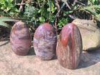 Polished Red Podocarpus Petrified Wood Standing Display Pieces x 3 From Mahajanga, Madagascar