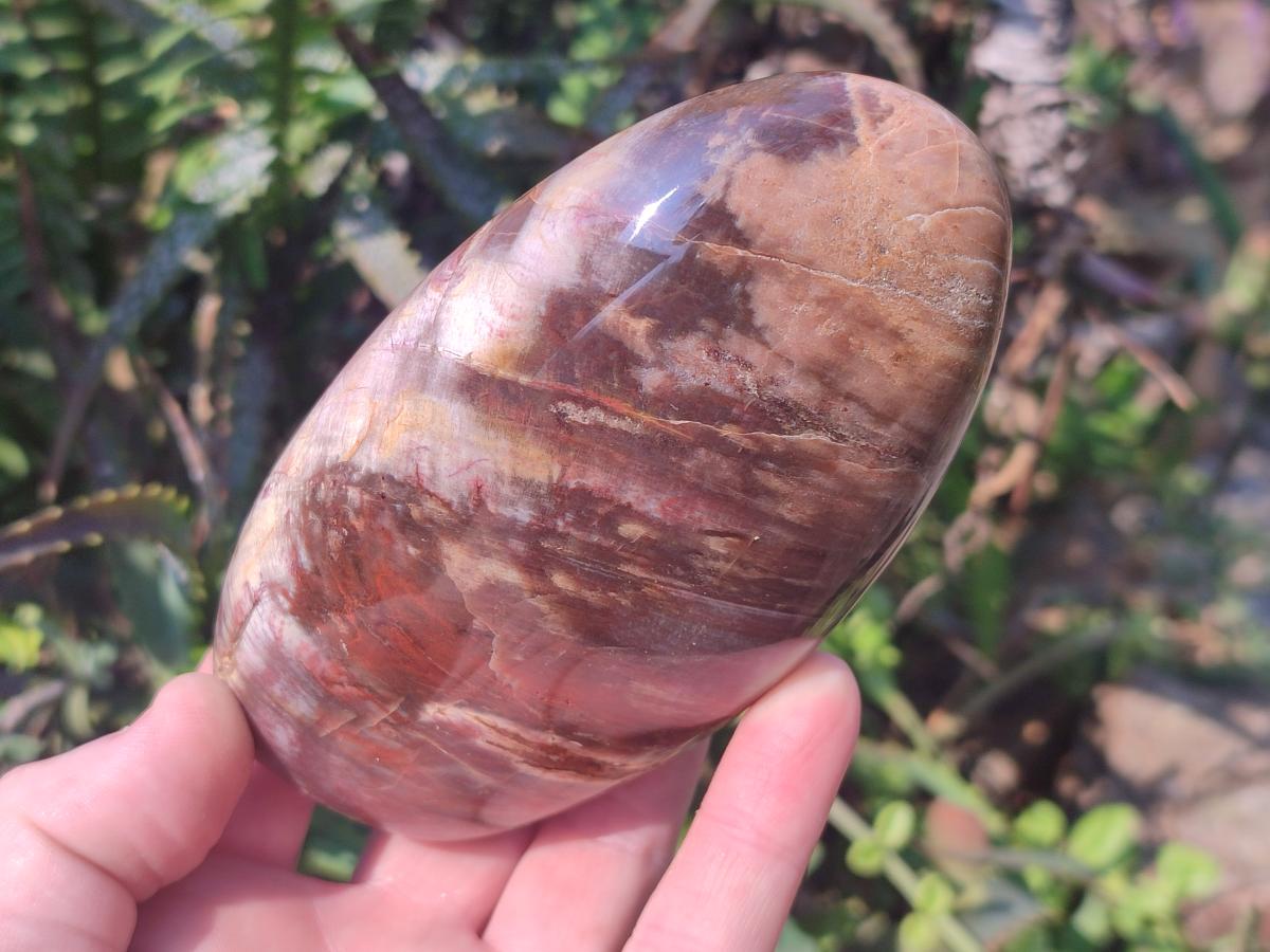 Polished Red Podocarpus Petrified Wood Standing Display Pieces x 3 From Mahajanga, Madagascar