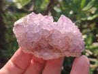 Natural Spirit Amethyst Clusters x 12 From Boekenhouthoek, South Africa