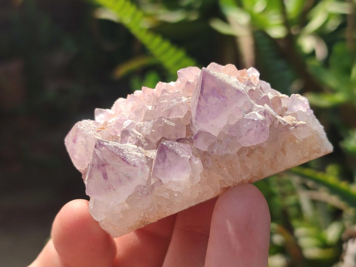 Natural Spirit Amethyst Clusters x 12 From Boekenhouthoek, South Africa