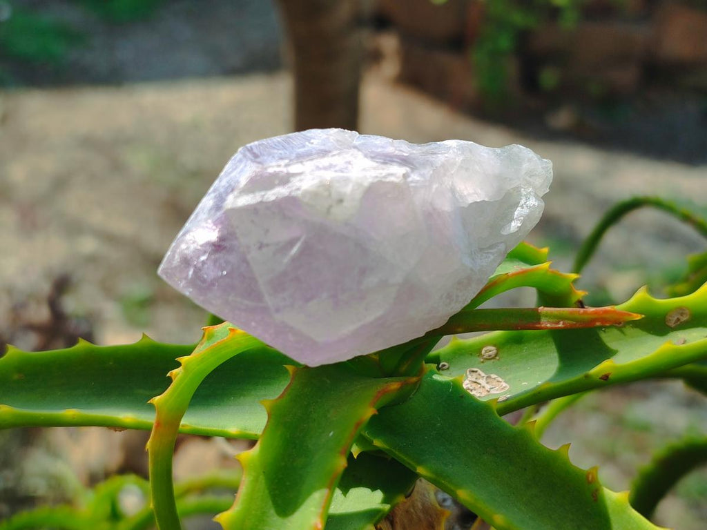 Natural Jacaranda Amethyst Single Crystals x 36 From Mumbwa, Zambia
