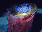 Polished Large One Side Dadoxylon Petrified Wood Tree Branch x 1 From Gokwe, Zimbabwe