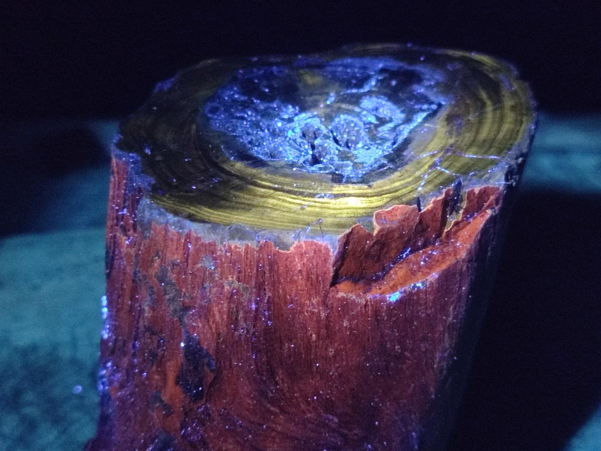 Polished Large One Side Dadoxylon Petrified Wood Tree Branch x 1 From Gokwe, Zimbabwe