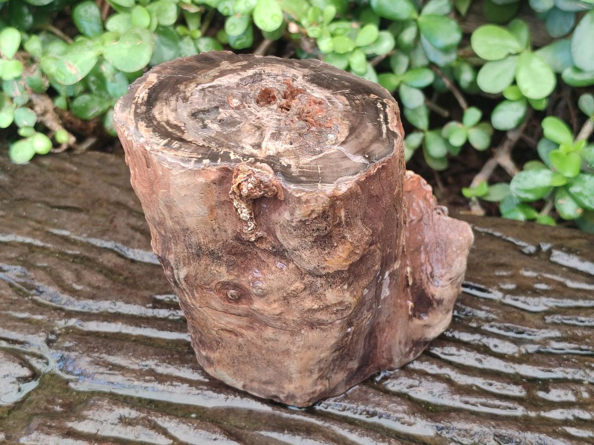 Polished Large One Side Dadoxylon Petrified Wood Tree Branch x 1 From Gokwe, Zimbabwe