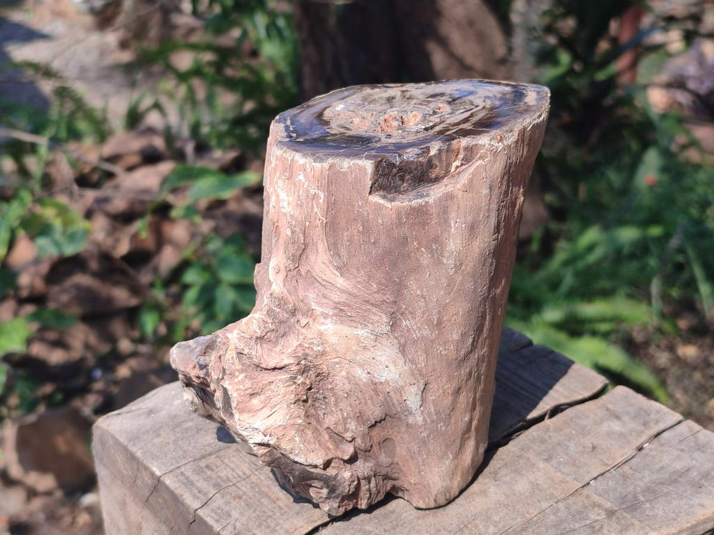 Polished Large One Side Dadoxylon Petrified Wood Tree Branch x 1 From Gokwe, Zimbabwe