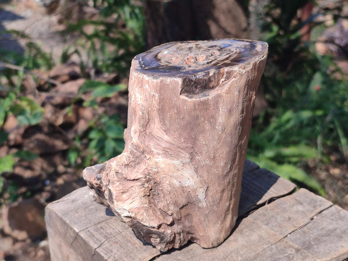 Polished Large One Side Dadoxylon Petrified Wood Tree Branch x 1 From Gokwe, Zimbabwe