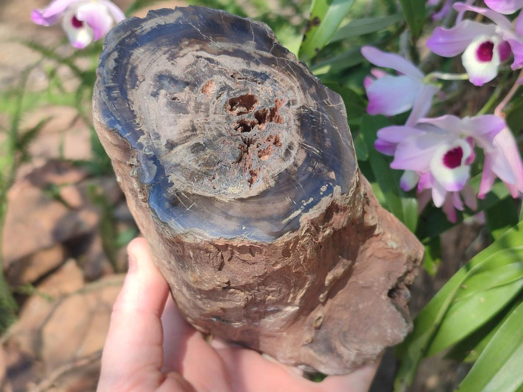 Polished Large One Side Dadoxylon Petrified Wood Tree Branch x 1 From Gokwe, Zimbabwe