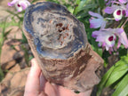 Polished Large One Side Dadoxylon Petrified Wood Tree Branch x 1 From Gokwe, Zimbabwe