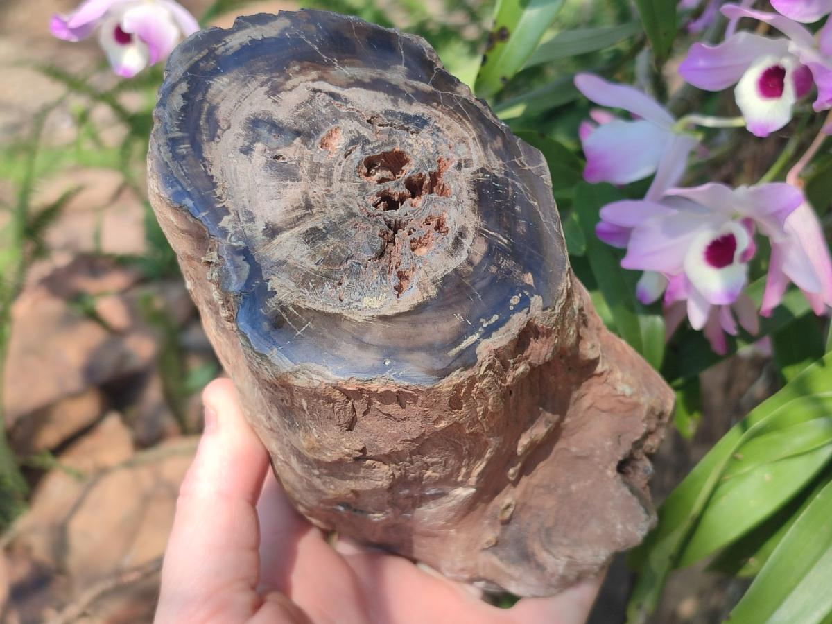 Polished Large One Side Dadoxylon Petrified Wood Tree Branch x 1 From Gokwe, Zimbabwe