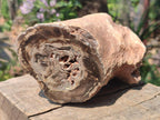 Polished Large One Side Dadoxylon Petrified Wood Tree Branch x 1 From Gokwe, Zimbabwe