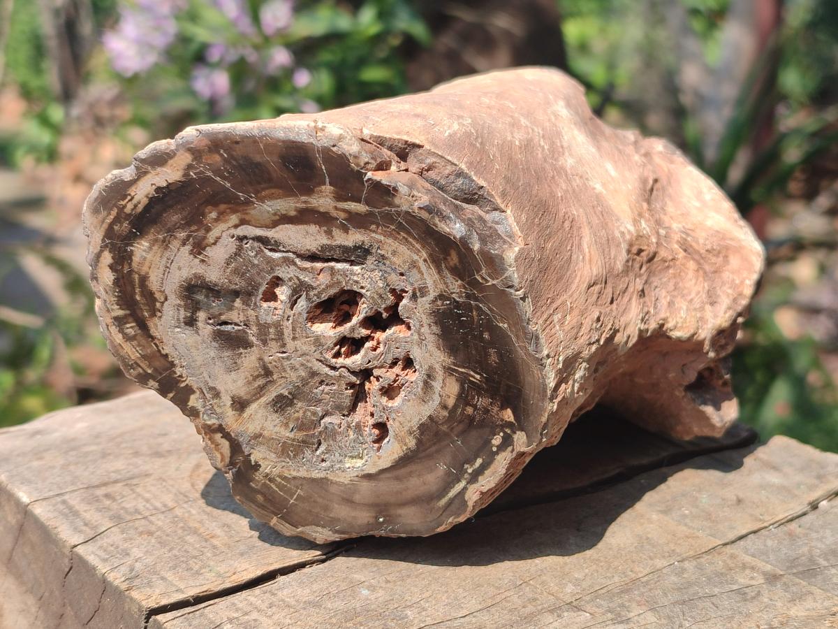 Polished Large One Side Dadoxylon Petrified Wood Tree Branch x 1 From Gokwe, Zimbabwe