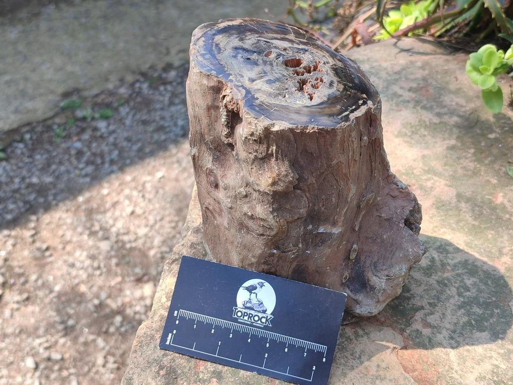 Polished Large One Side Dadoxylon Petrified Wood Tree Branch x 1 From Gokwe, Zimbabwe