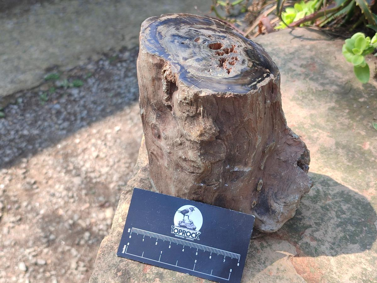 Polished Large One Side Dadoxylon Petrified Wood Tree Branch x 1 From Gokwe, Zimbabwe