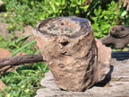 Polished Large One Side Dadoxylon Petrified Wood Tree Branch x 1 From Gokwe, Zimbabwe