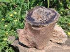 Polished Large One Side Dadoxylon Petrified Wood Tree Branch x 1 From Gokwe, Zimbabwe