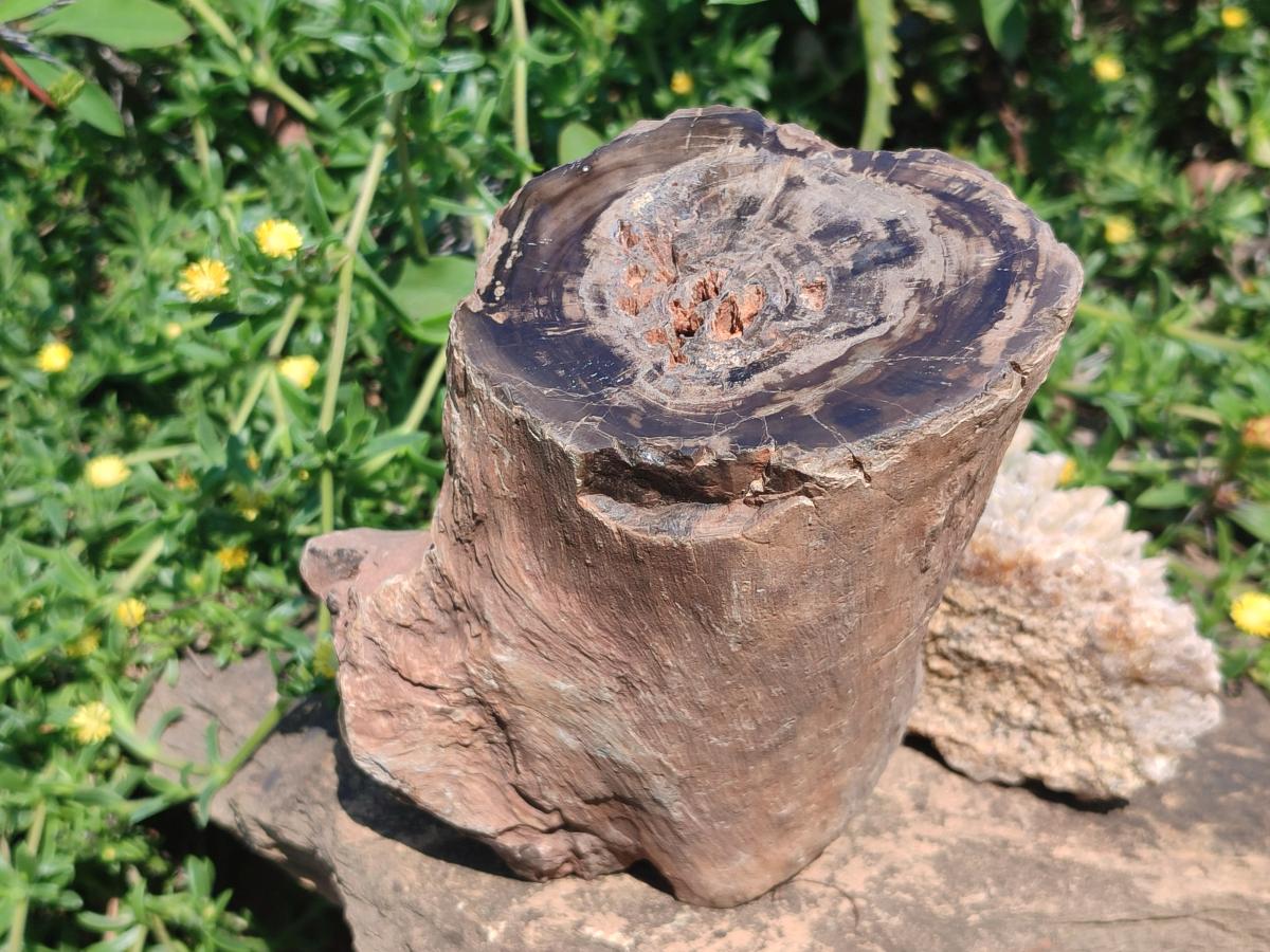 Polished Large One Side Dadoxylon Petrified Wood Tree Branch x 1 From Gokwe, Zimbabwe